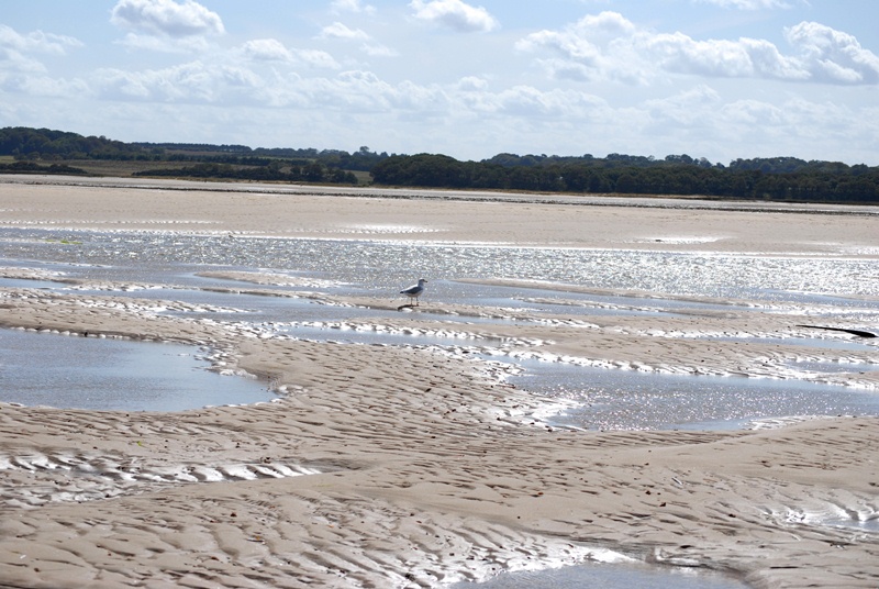 Salzmarschen in Stiffkey, Norfolk 2011, Foto: Hanne SIebers