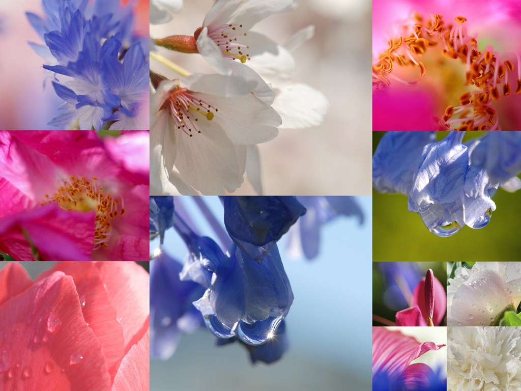 RWB, Konrad Lenz, Collage