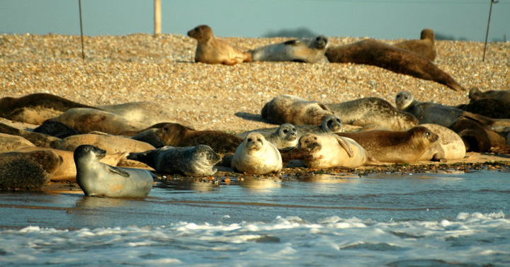 Seehunde, lazy seals on Blakeney Point seen from "Circe"