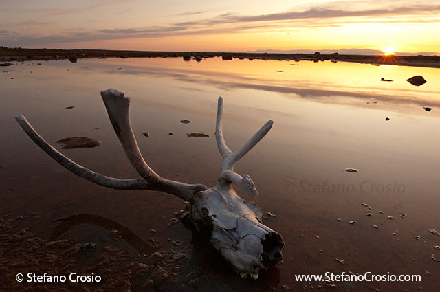 CANADA, NunavutSunset over tundra pond with caribou (Rangifer tarandus) skull