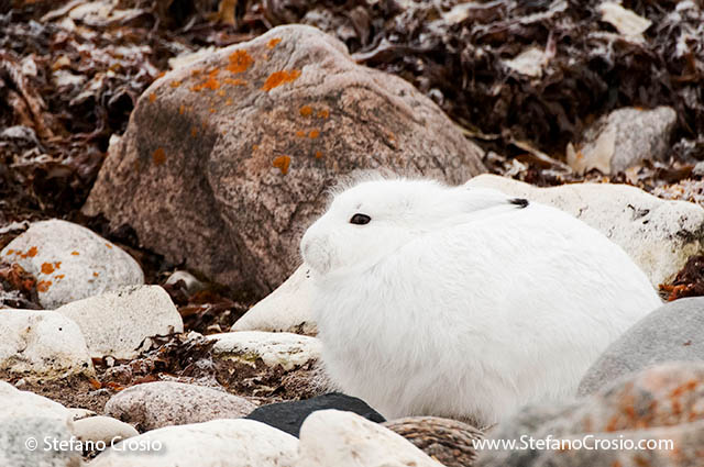 CANADA, Churchill (Hudson Bay)Arctic hare (Lepus arcticus) in winter coat