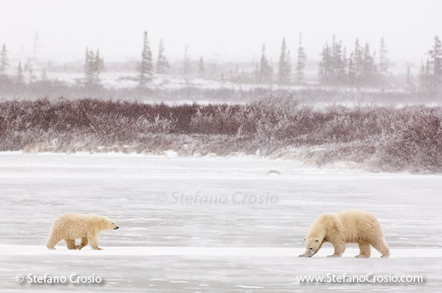 CANADA, Churchill (Hudson Bay)Polar bear (Ursus maritimus) sow with cub