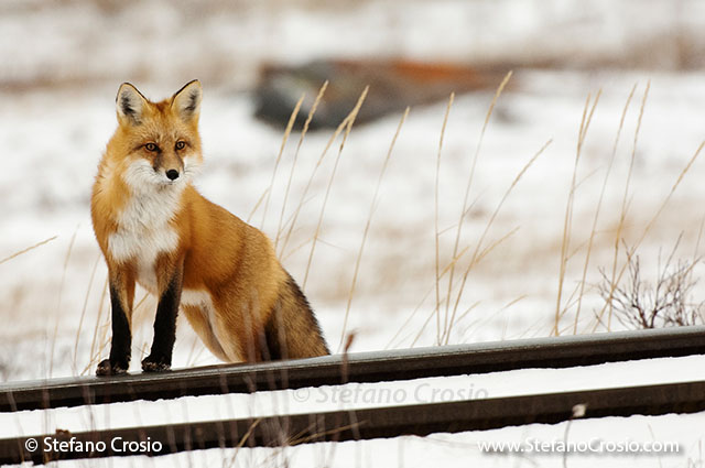 CANADA, Churchill (Hudson Bay)Red fox (Vulpes vulpes) near rail tracks