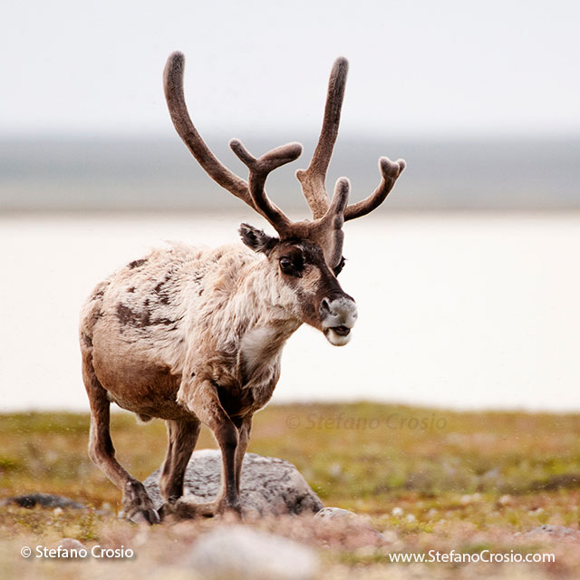 CANADA, NunavutBarren-ground caribou (Rangifer tarandus groenlandicus) bull