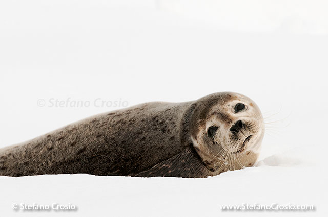 JAPAN, Eastern Hokkaido Spotted seal (Phoca largha)