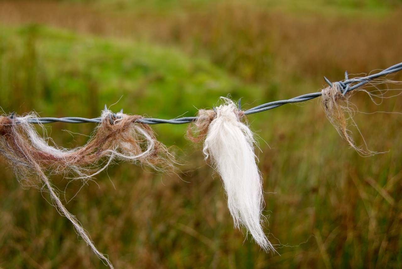 Hanne Siebers, Herdwick wool, Lake District, England, 2013