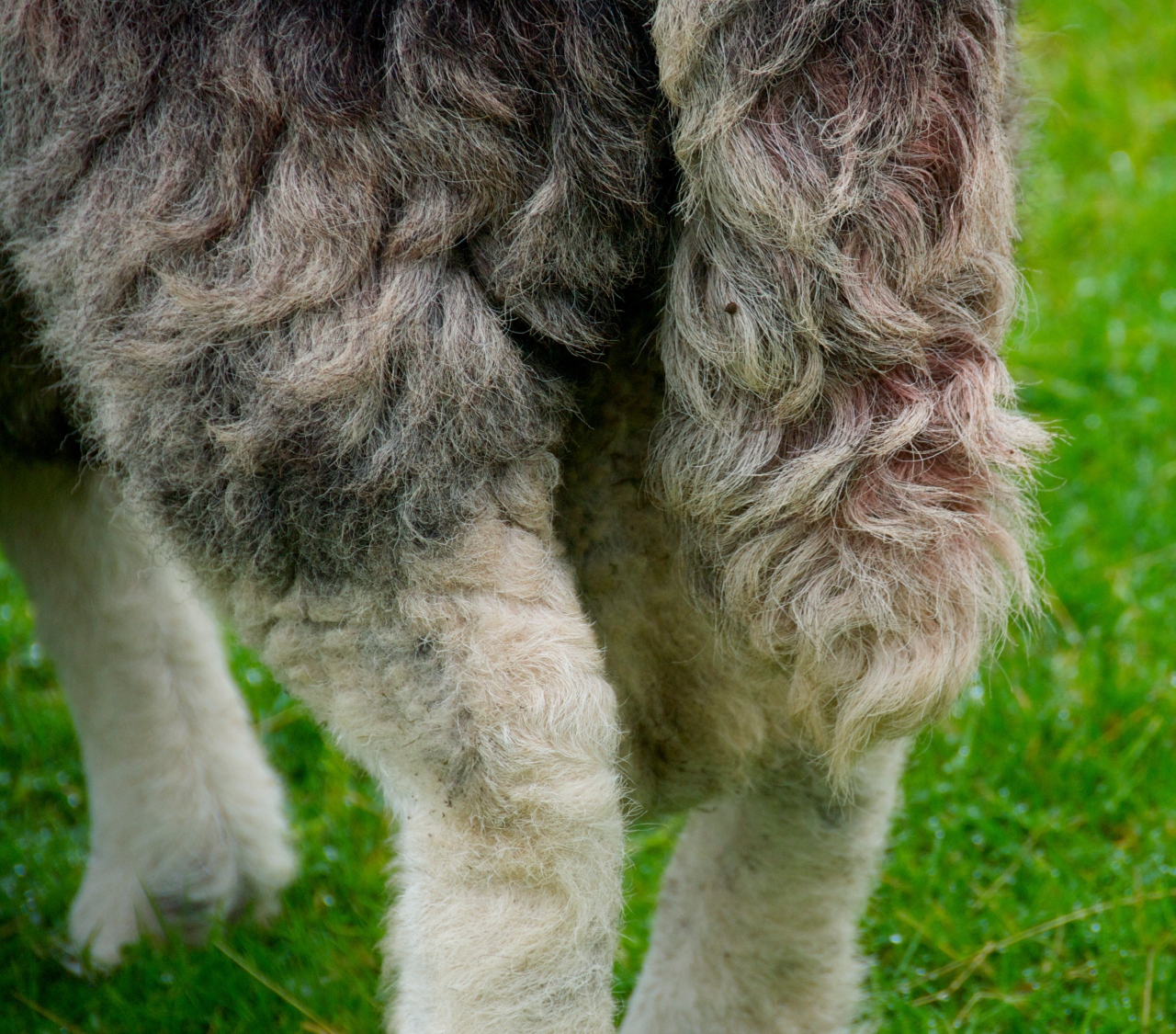 Hanne Siebers, Herdwick Sheep, Lake District, 2013