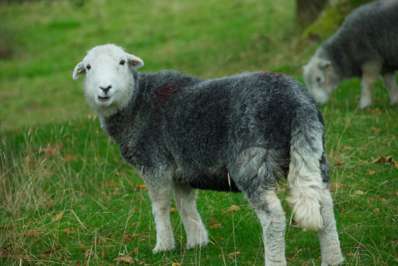 Hanne Siebers, Herdwick Sheep, Lake District DSC_0161