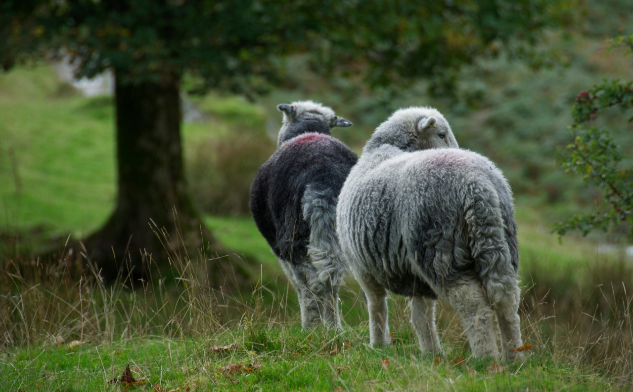 Hanne Siebers; Herdwick Sheep, Lake District, England, 2013