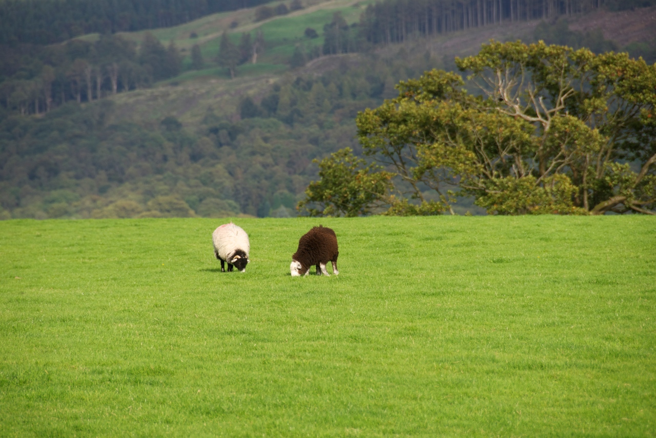 Hanne Siebers, Herdwick Sheep, Lake District DSC_0218