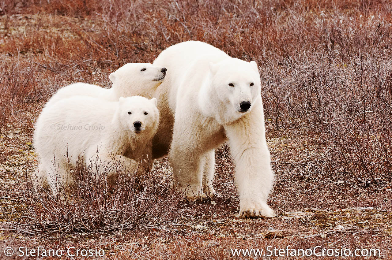 CANADA, Churchill (Hudson Bay) Polar bear (Ursus maritimus) with cubs