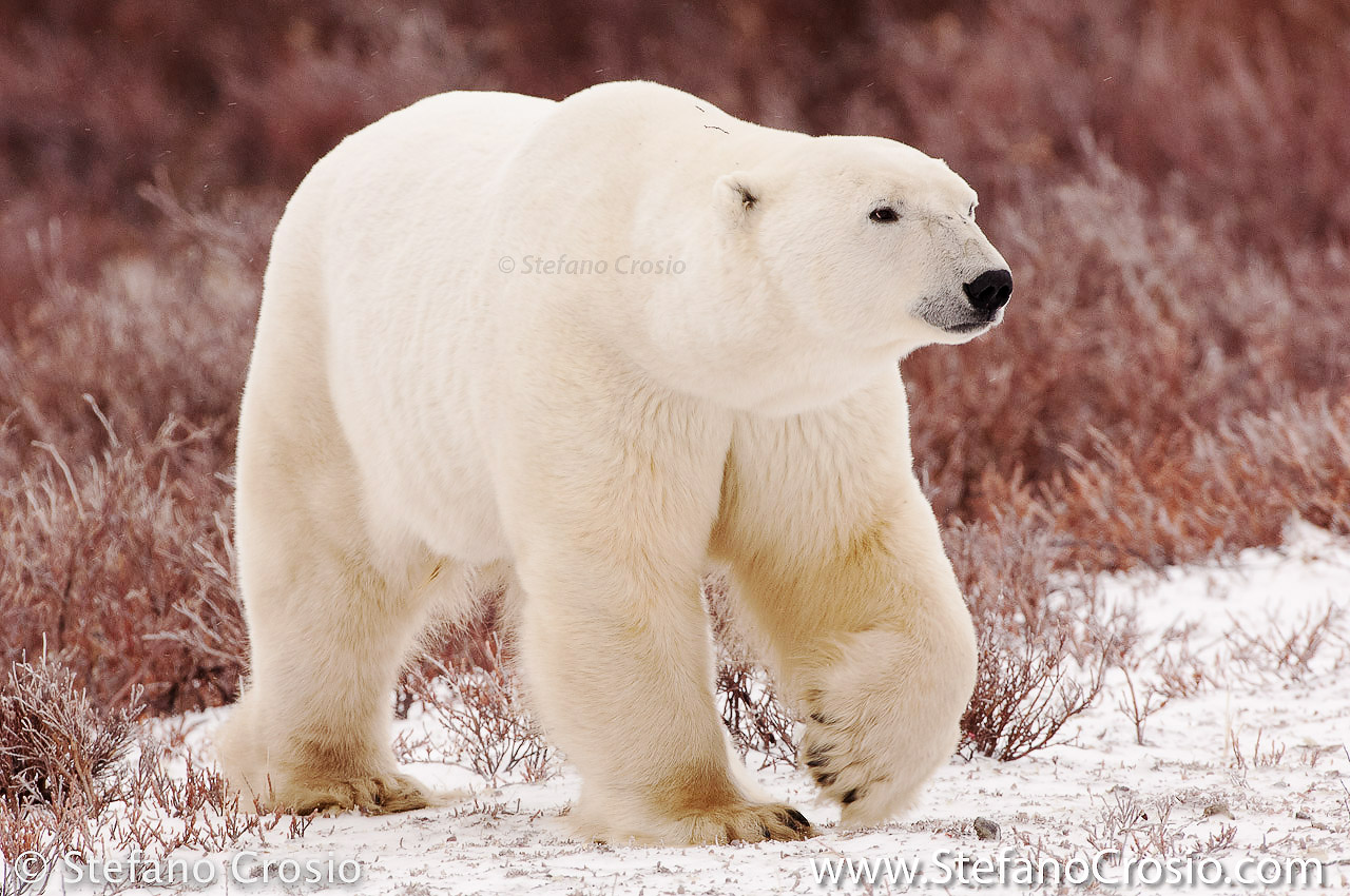 CANADA, Churchill (Hudson Bay) Polar bear (Ursus maritimus)