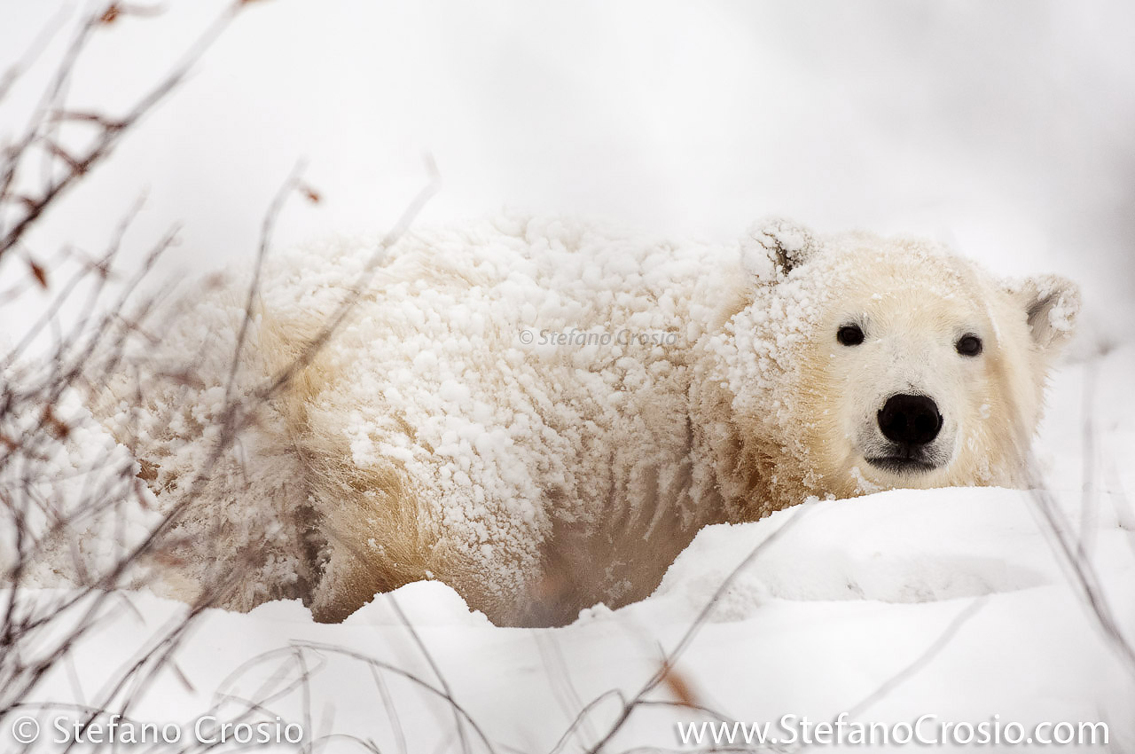 CANADA, Churchill (Hudson Bay) Young polar bear (Ursus maritimus)