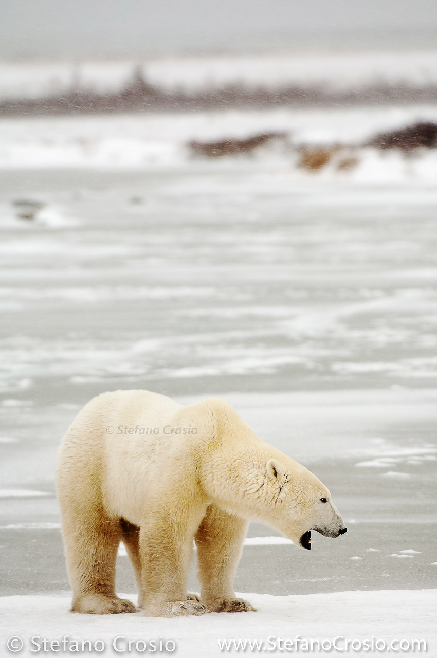 CANADA, Churchill (Hudson Bay) Polar bear (Ursus maritimus)