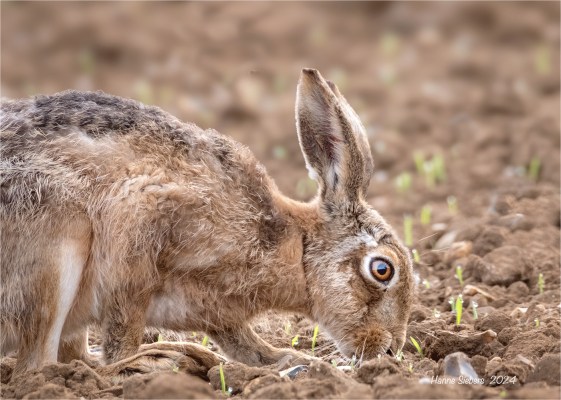 Meet the Hares | FabFourBlog