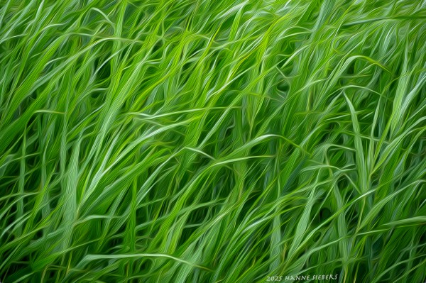 Sharp Reeed The Devil and the Reeds | FabFourBlog