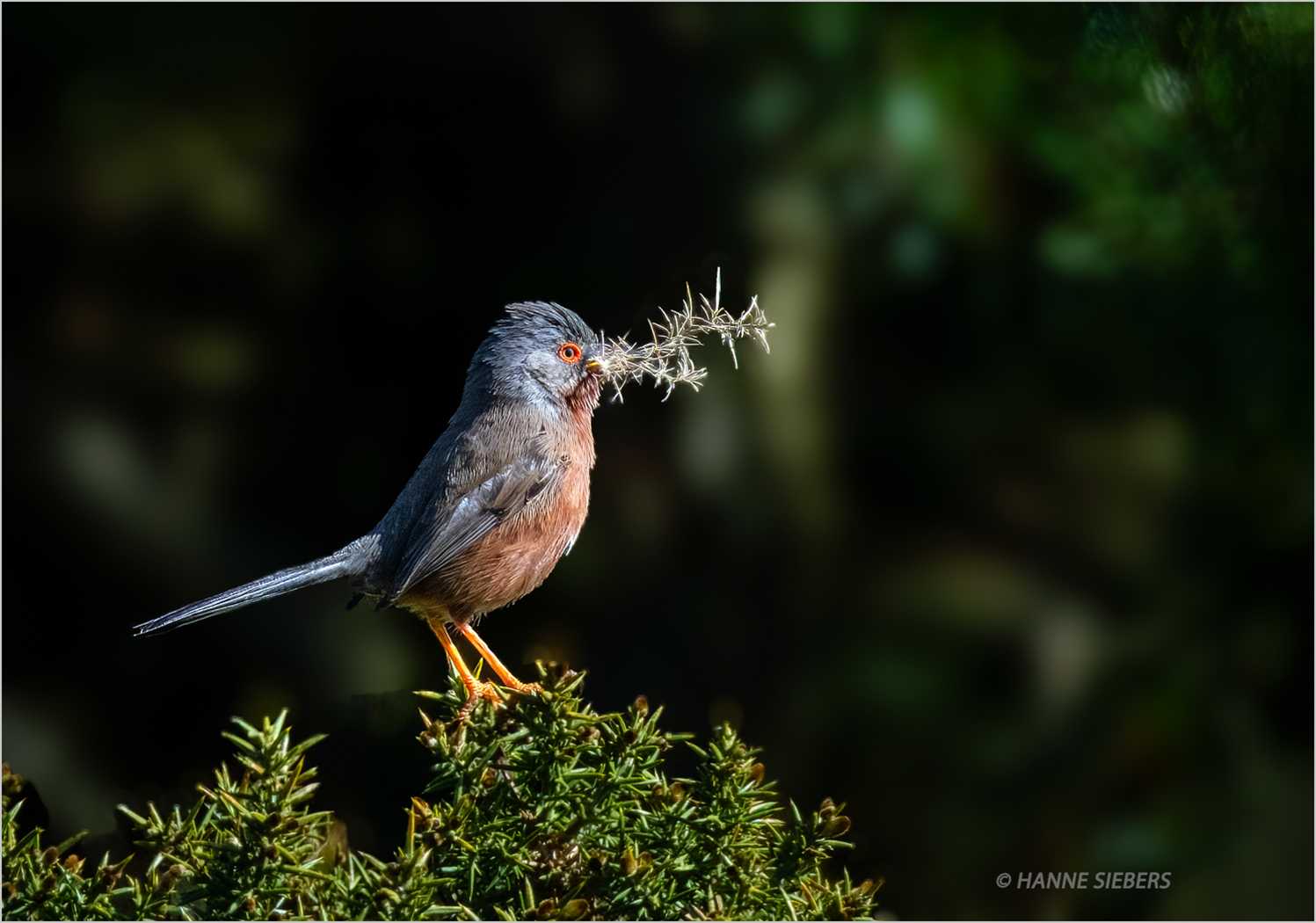 2026_HanneSiebers_MaleDartfordWarbler_NestingMaterial_sign
