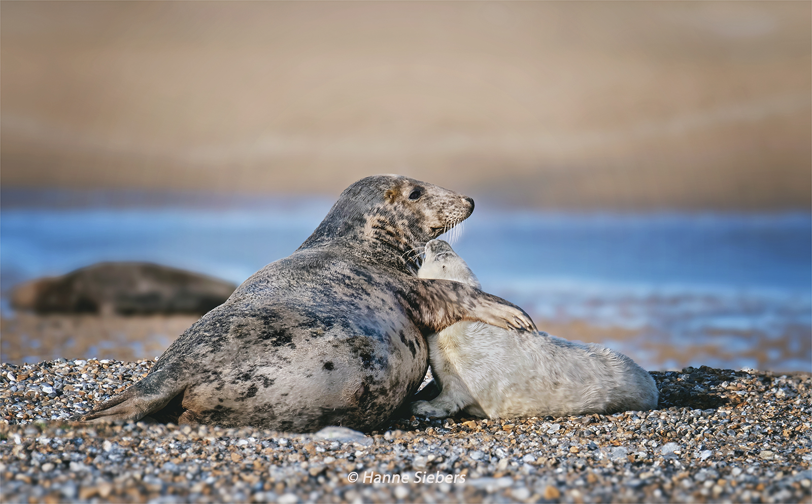 ©Hanne SiebersBP_Grey Seal_Bonding with Pup_cool_1600.jpg